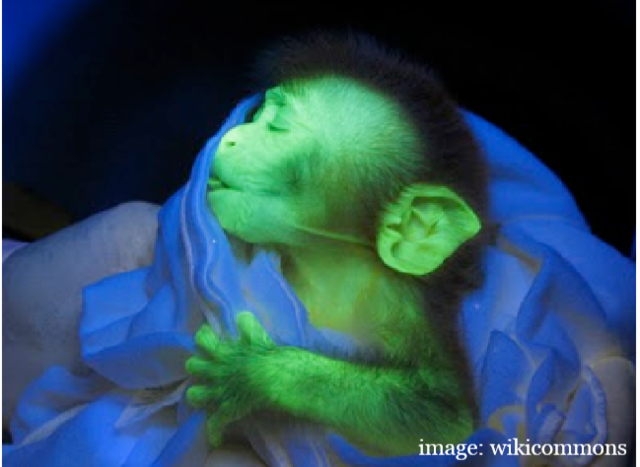 The First Trasgenic Primate