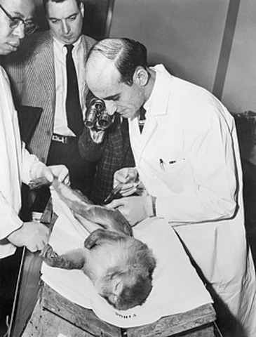 Jonas Salk used Monkeys to Study th 3 Forms of Polio Virus