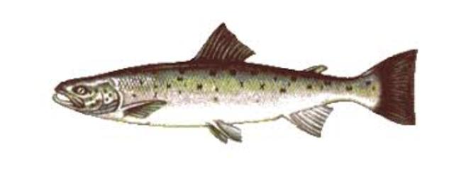 4.klassis ma püütsin oma esimese kala