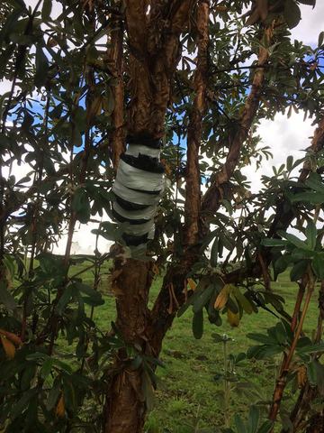 Como se va dando el cuidado