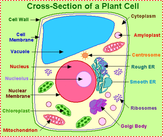 The Discovery of the Cell Nucleus in Plants