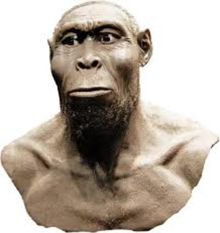 Homo Rudolfensis