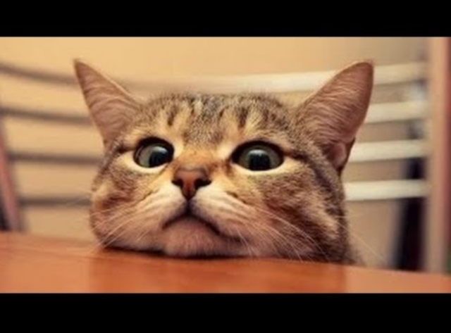 Aniversari de la Berta