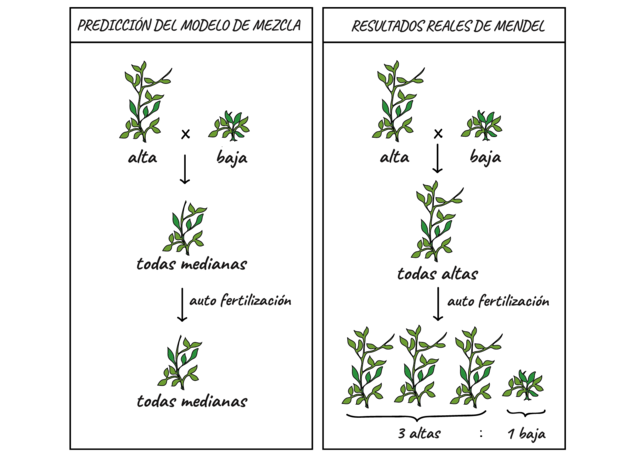Mendel y los guisantes