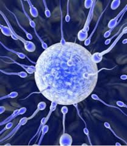 Celulas Reproductivas