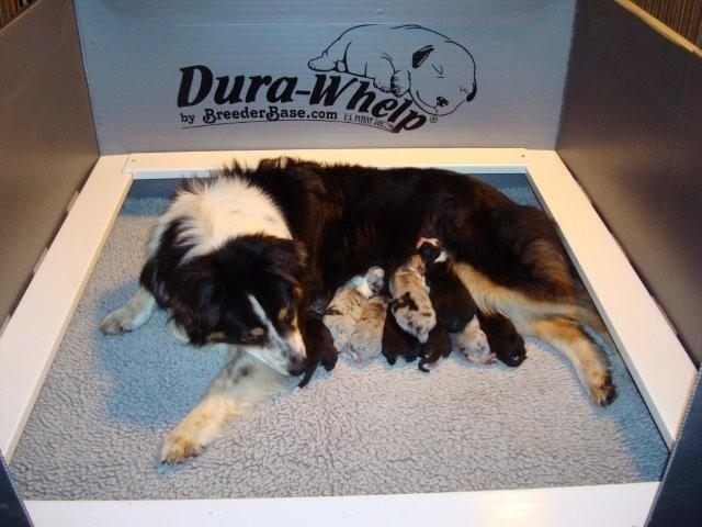 Roxy was born today.