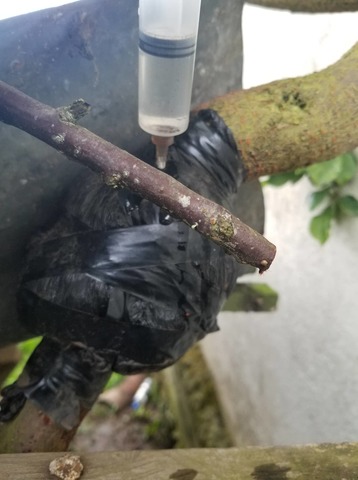 Riego en los acodos aereos