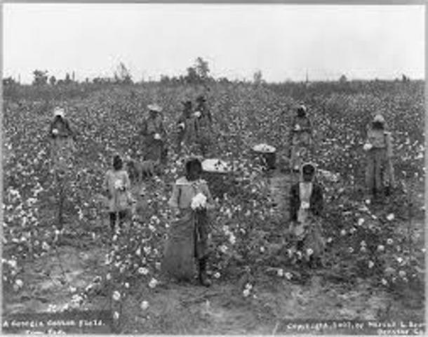 Sharecropping (3rd Phase)