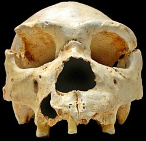 Homo Heidelbergensis