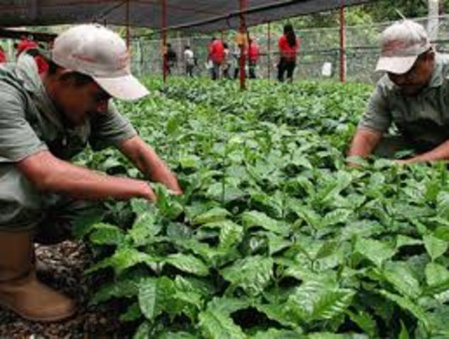 el cafe en colombia