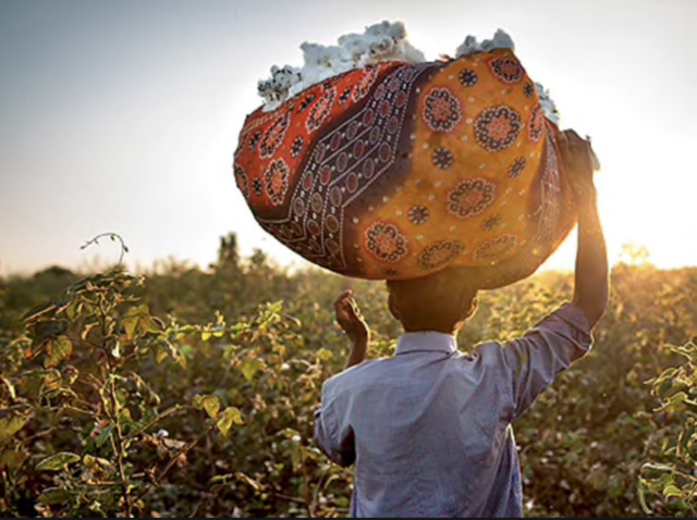Bomuldsvarer kommer til Europa
