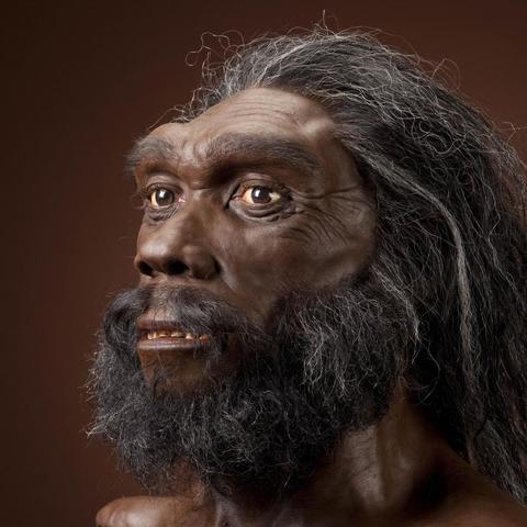Homo Heidelbergensis.