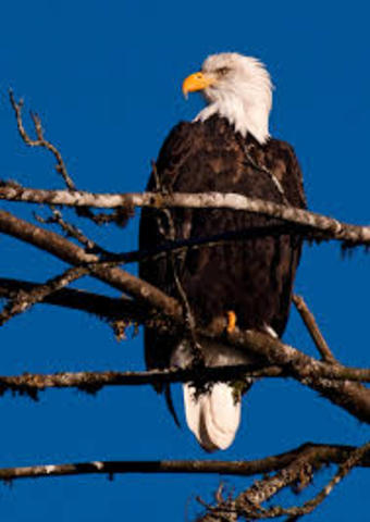 Bald Eagle Protection Act