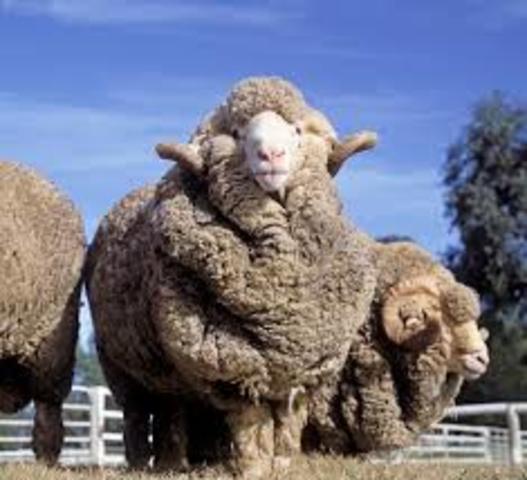 The Wool Industry