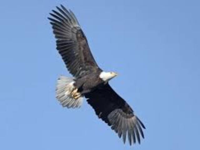 Bald Eagle Protection Act