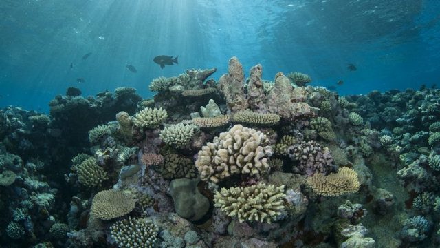 Volume on coral reefs sent to press
