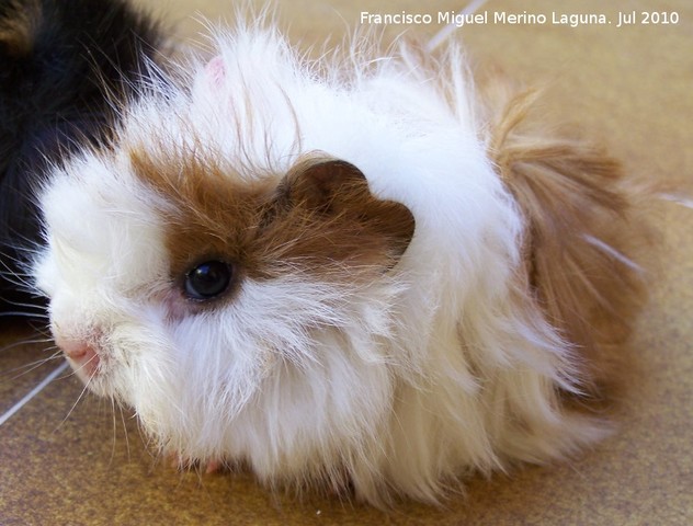 Adopció Ximito (cobaya)