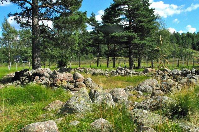 Vikinger har dyrket hamp til tekstil fra år 650 B.C