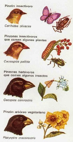 Teoria de la seleccio natural