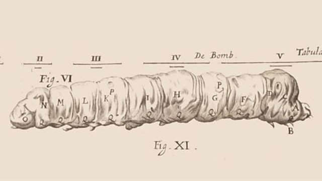 Louis Pasteur work with silkworms