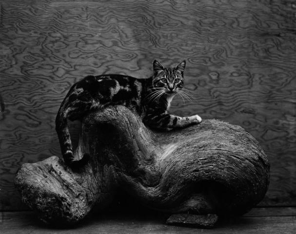 Edward Weston
