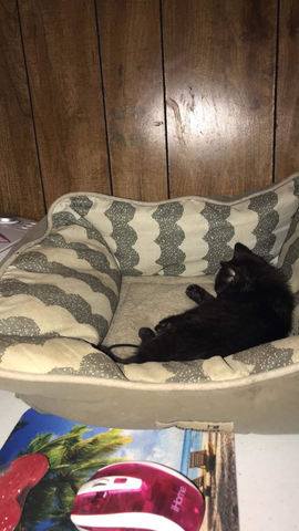 I got my first kitten