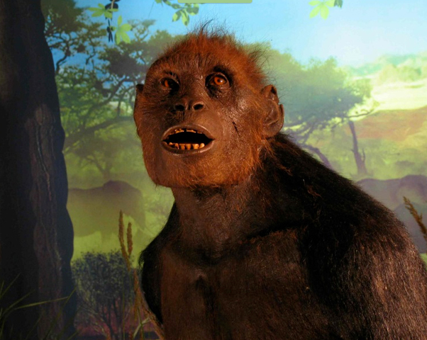 Sahelanthropus tchadensis