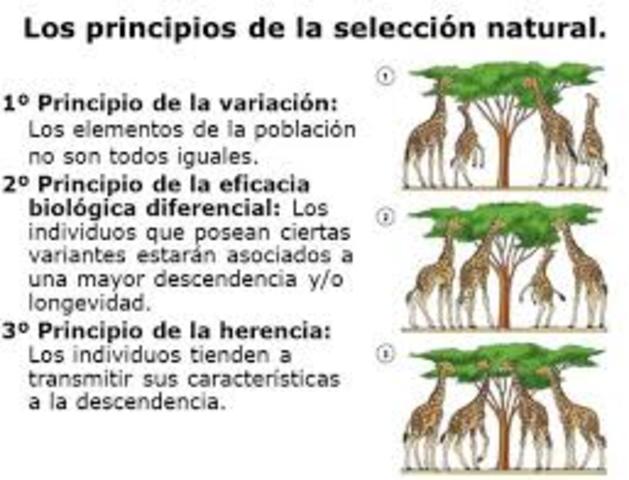 Selección natural.
