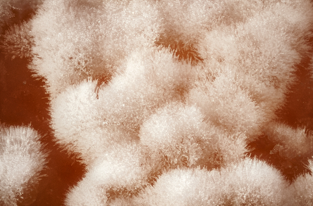 Primer descobriment de Darwin