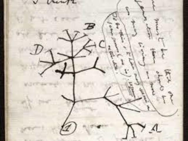 Activitat Professional