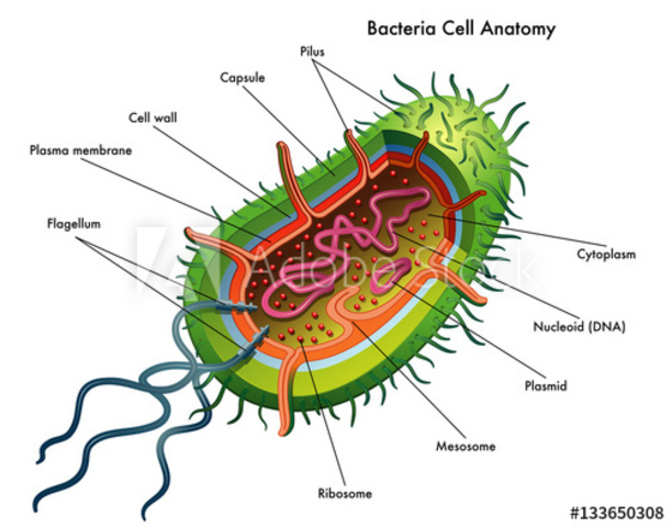 Prokaryotes (bacteria)