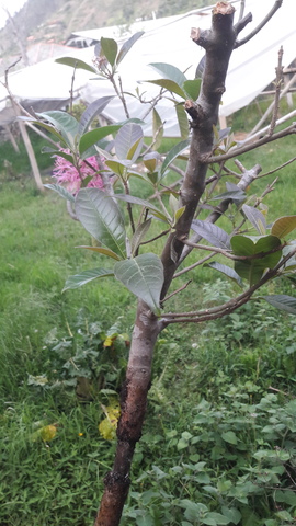 Revisión 7: Abertura del Acodo