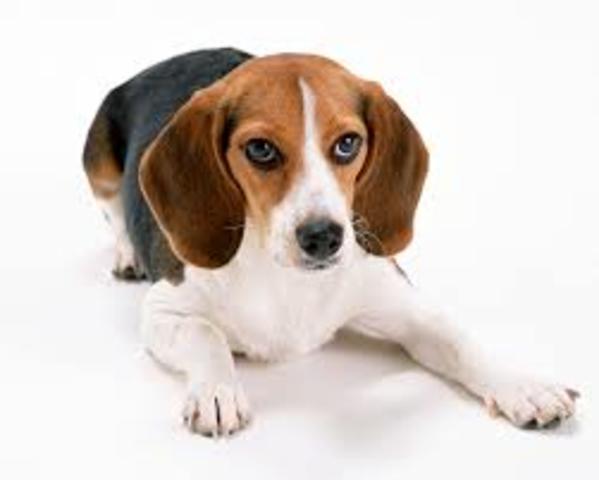 Mossegada d'un gos a la meva cara