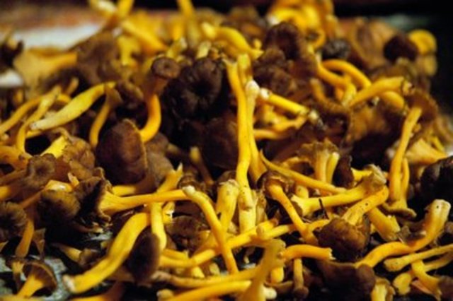 Coneixo la truita de camagrocs