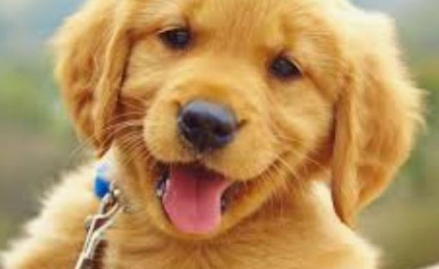 Anem a buscar la Lea el (meu gos)