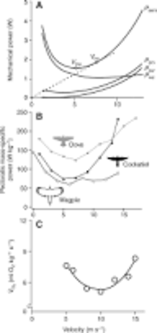 ~studies of bird flight and geometry