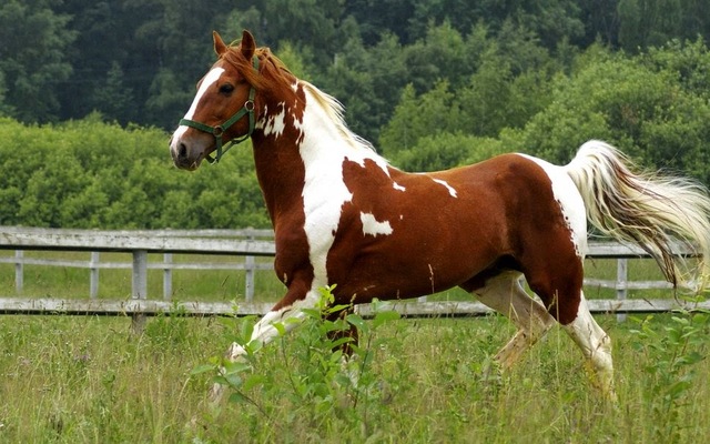 1r cop que monto ha cavall