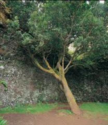 Conquista de El Hierro