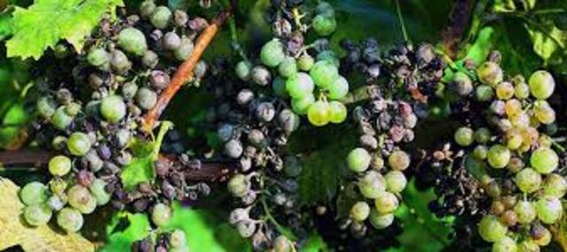 El cultivo de la vid