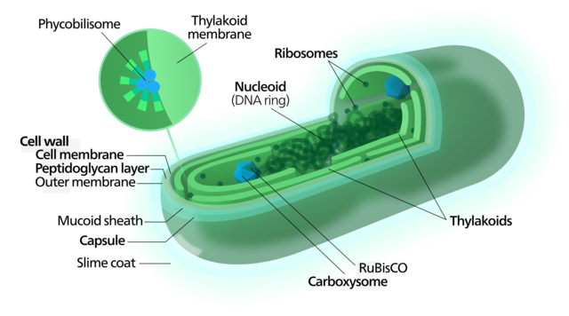 Cyanobacteria
