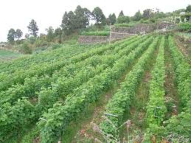 Economía de Canarias. La agricultura