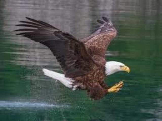 Bald Eagle Protection Act