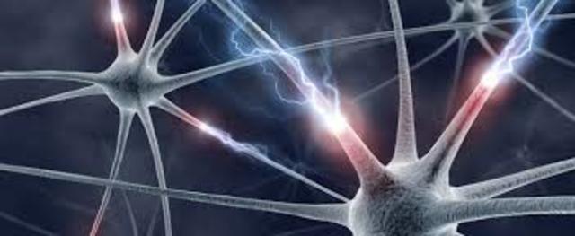 Descubrimiento de las neuronas espejo