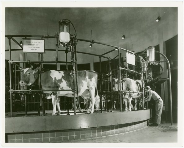 Gramicidin is used to treat Mastitis in Cows