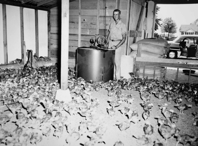 First antibiotic officially licensed for routine inclusion in poultry feeds