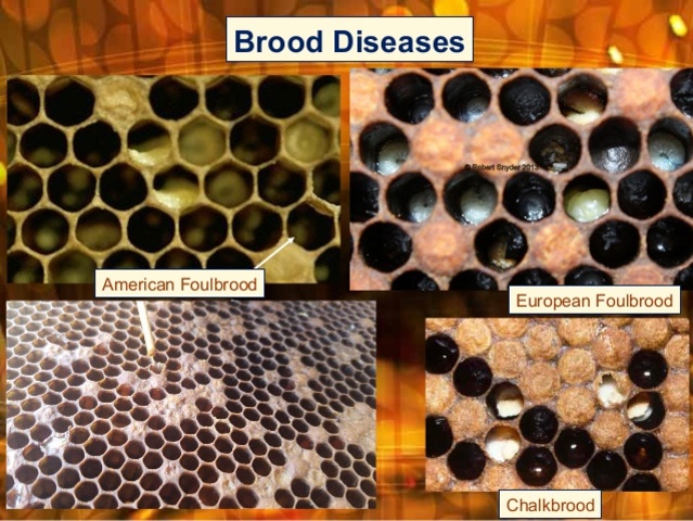 Sulphonamides were used against foulbrood in commercial bee hives