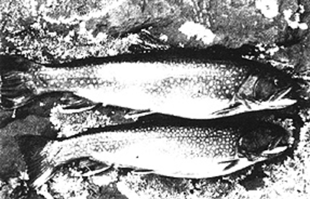 Biological antibiotics curbed infections in farmed ﬁsh