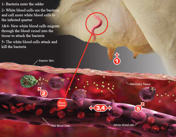 Antibiotic tubes against mastitis proved popular in the dairy sector