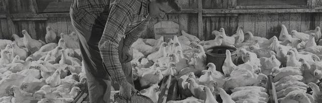 The new B12/AGP feeds proved particularly popular in the corn-rich Midwest and are ofﬁcially licensed