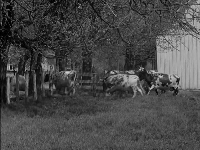 In West Germany: AGPs were licensed for use without veterinary prescription